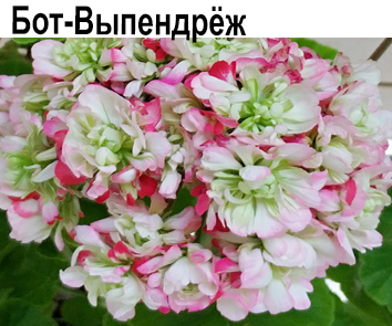 Пеларгония розебудная Бот-Выпендреж  НОВИНКА