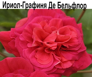 Пеларгония розебудная Ириол-Графиня Де-Бельфлор  НОВИНКА КАТАЛОГА