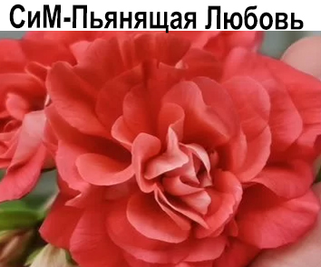 Пеларгония розебудная СиМ-Пьянящая Любовь  НОВИНКА КАТАЛОГА