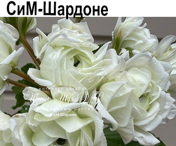 Пеларгония розебудная СиМ-Шардоне  НОВИНКА КАТАЛОГА