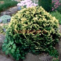 Кипарисовик Лавсона Пигмея Аргента (Chamaecyparis l. Pygmaea Argentea)