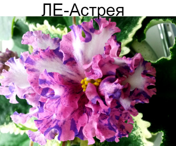 ЛЕ-Астрея (Лебецкая)