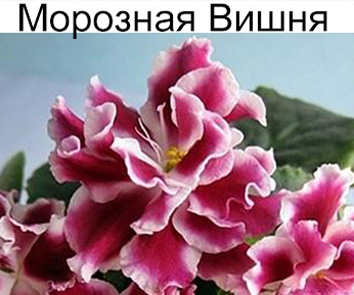 Морозная Вишня (Морев)