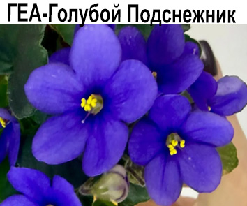 ГЕА-Голубой Подснежник (Галицкая)  НОВИНКА КАТАЛОГА
