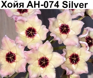Хойя АH-074 Silver  НОВИНКА КАТАЛОГА