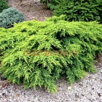 Можжевельник средний Мордиган Голд (Juniperus x media Mordigan Gold)