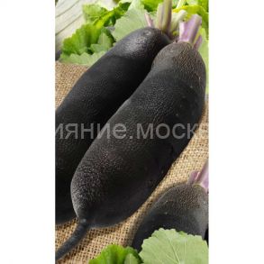 Редька Цилиндра 1гр Садовита