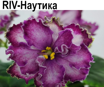 RIV-Наутика (И.Растегаева)  НОВИНКА КАТАЛОГА