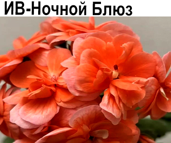 Пеларгония густомахровая ИВ-Ночной Блюз  НОВИНКА КАТАЛОГА