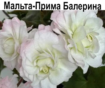 Пеларгония розебудная Мальта-Прима Балерина  НОВИНКА КАТАЛОГА