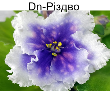 Dn-Риздво (Денисенко)