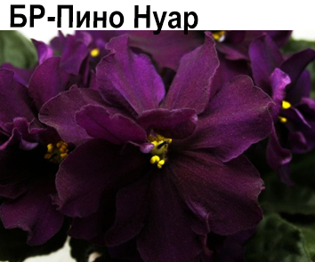 БР-Пино Нуар (Буркацкие)  НОВИНКА КАТАЛОГА
