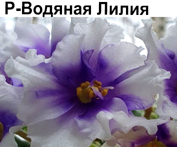 Р-Водяная Лилия (В.Зуб)  НОВИНКА