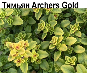 Тимьян Archers Gold  НОВИНКА КАТАЛОГА