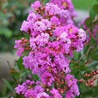 Лагерстремия Рэпседи ин Блу (Lagerstroemia Rhapsody in Blue)