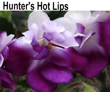 Hunter s Hot Lips  (K.Muzalewski.)