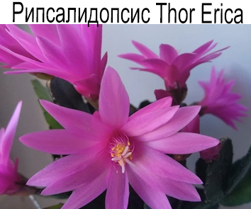 Рипсалидопсис Thor Erica
