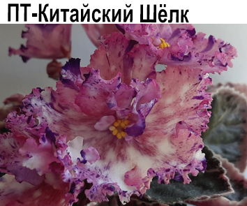 ПТ-Китайский Шелк (Пугачева)  НОВИНКА КАТАЛОГА