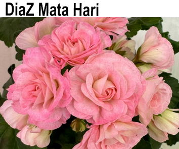 Пеларгония розебудная Diaz-Mata Hari  НОВИНКА КАТАЛОГА