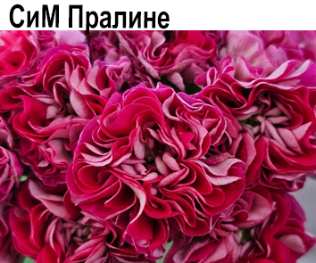 Пеларгония розебудная СиМ-Пралине  НОВИНКА КАТАЛОГА