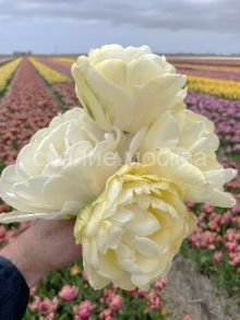 Тюльпан Веддинг Дрим (Tulipa Wedding Dream), махровый поздний, 11/2, 1 шт