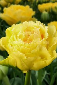 Тюльпан Лемон Шут (Lemon Shoot) махровый бахромчатый, 11/12, 1 шт Садовита