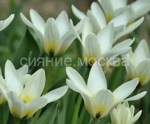 Тюльпан Концерто (Concerto),11/12-1шт.