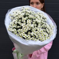 Букет комплимент из 11 хризантем сантини
