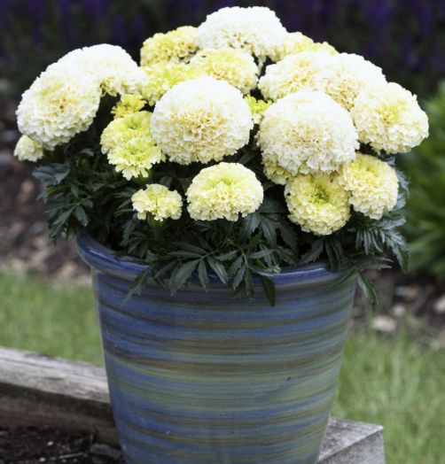 Бархатцы прямостоячие (Tagetes erecta) WhiteGold Mini, 50 семян