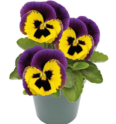 Виола Виттрока (Viola wittrockiana) Inspire Plus Yellow Purple Wing, 100 семян