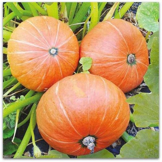 Тыква Улыбка, 50шт семян