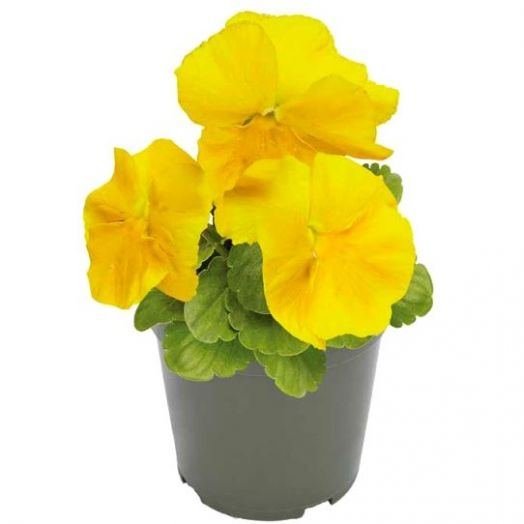 Виола Виттрока (Viola wittrockiana) Inspire Plus Yellow, 100 семян