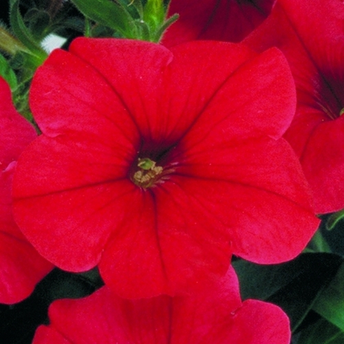 Петуния многоцветковая (Petunia multiflora F1) Merlin Red, 100 драже