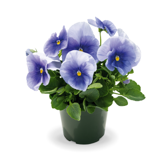 Виола Виттрока (Viola wittrockiana) Inspire Plus Light Blue, 100 семян
