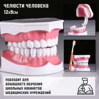 Макет "Челюсти человека" 12*9см