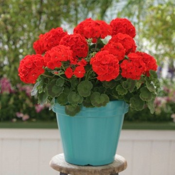 Пеларгония зональная (Pelargonium hortorum) Landscaper Red, 10 семян
