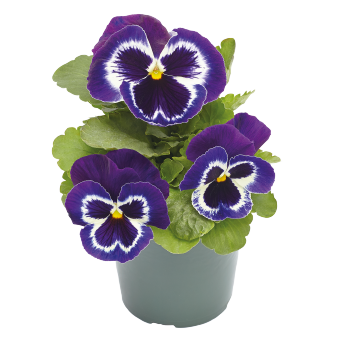 Виола Виттрока (Viola wittrockiana) Inspire Plus Violet Face, 100 семян