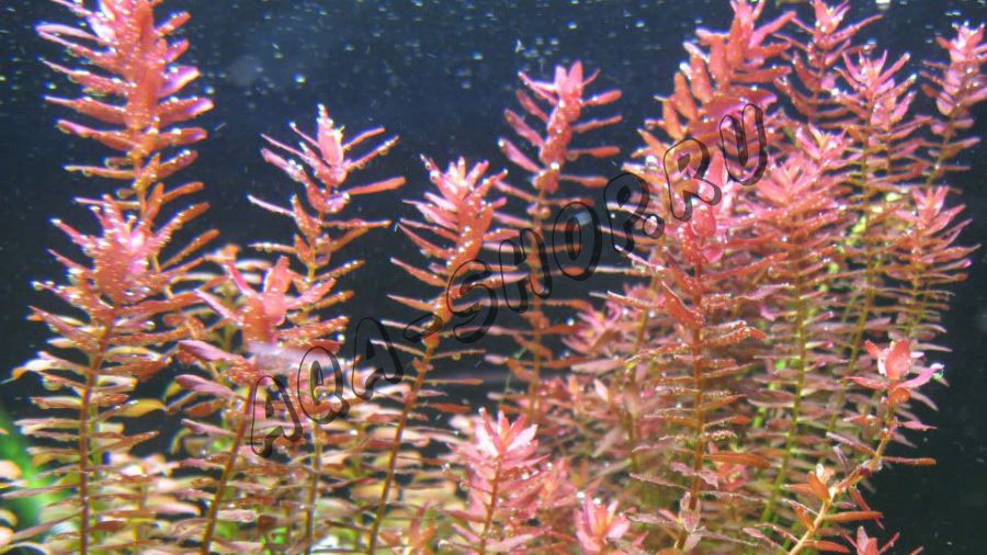 Ротала индика (Rotala indica)