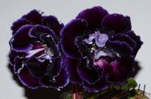 ЕН-Черный Тюльпан (сел.Е.Николаева)