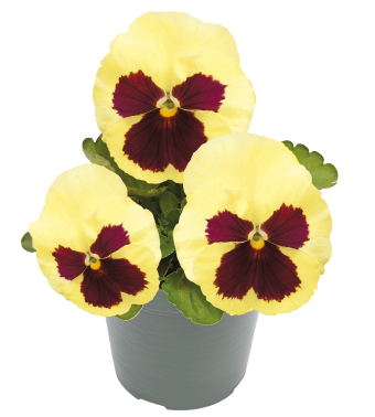 Виола Виттрока (Viola wittrockiana) Inspire Plus Lemon Blotch, 100 семян