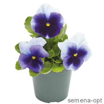 Виола Виттрока (Viola wittrockiana) Inspire Plus Beaconsfield, 100 семян