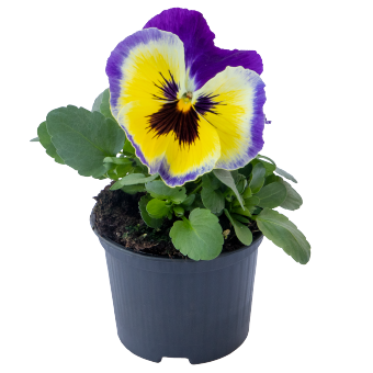 Виола Виттрока (Viola wittrockiana) Inspire Plus Blueberry Lemon, 100 семян