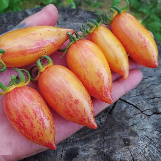 Томат Сладкий крем, 50шт семян