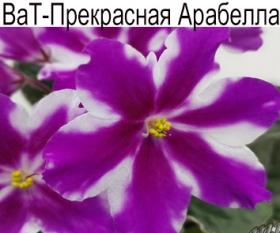 ВаТ- Прекрасная Арабелла (Валькова)  НОВИНКА