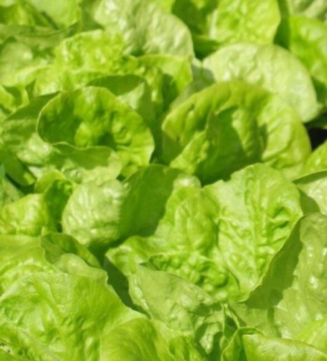 Салат Московский Парниковый, 5г семян