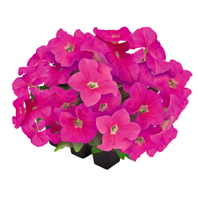 Петуния крупноцветковая (Petunia grandiflora F1) Success! 360° Pink, 100 драже
