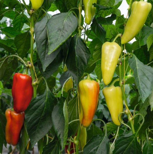 Перец сладкий ДОН F1, 500 семян