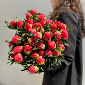 Пионы коралловые (от 9шт)