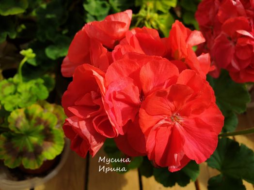 Шёлк Нектарин № 2458