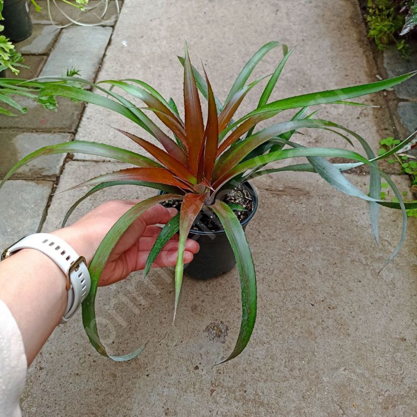 Криптбергия рубра